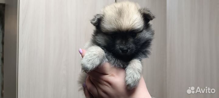 Щенки шпица