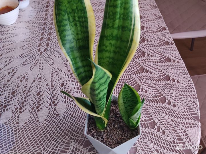 Сансевиерия, обновлено 29.03.24