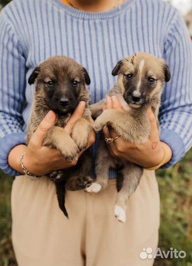 Собаки щенки
