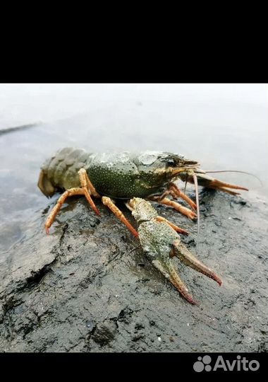 Раки Озерные