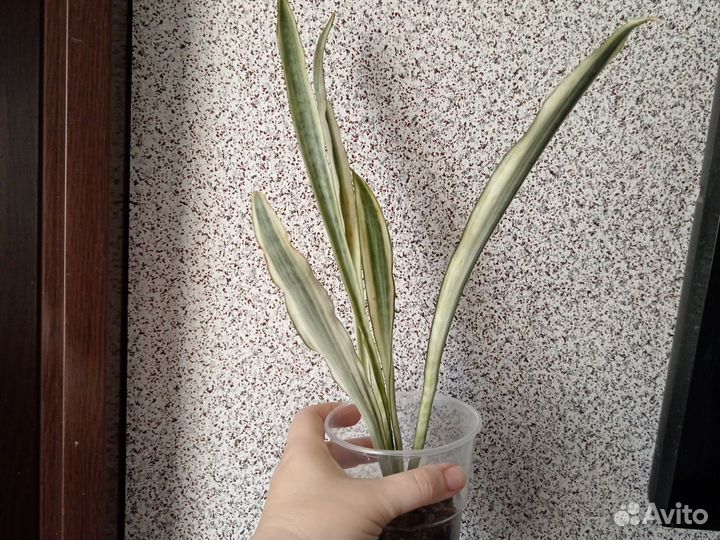 Монстера карстенианум вар, циперус,бентель