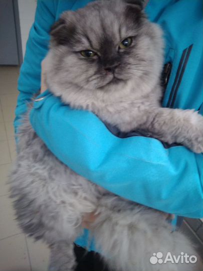 Котик вислоухий