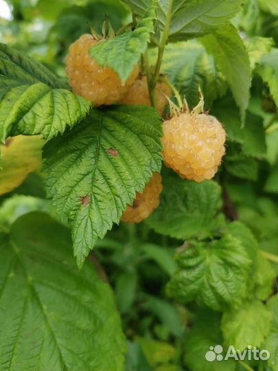 Жёлтая крупная малина 