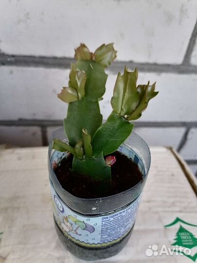 Декабрист шлюмбергера белый