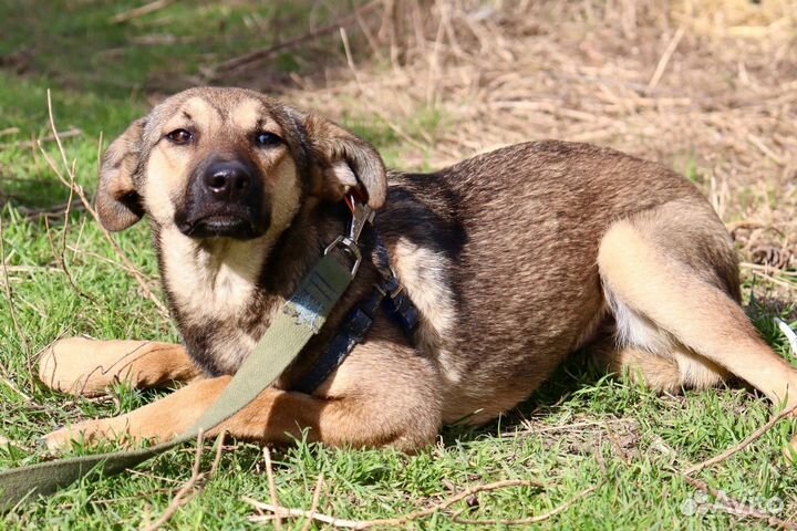 Щенок девочка Нора в добрые руки