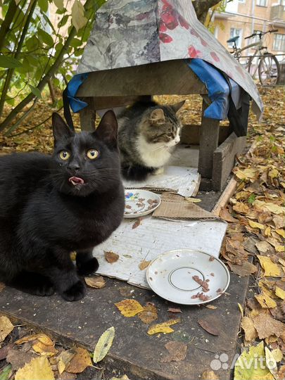 Кошки в добрые руки