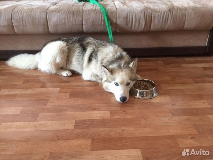 Продам пряжу из собачьей шерсти