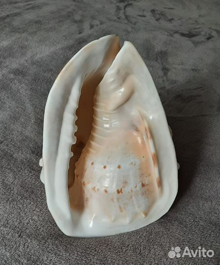 Ракушка,раковина Касис 23см