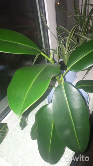 Фикус Робуста