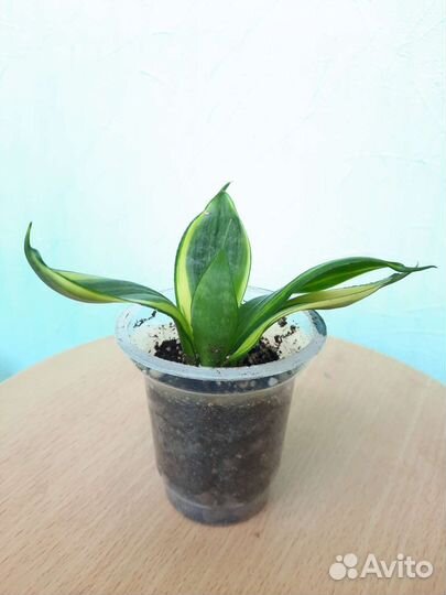 Сансевиерия ханни сильвер фрост