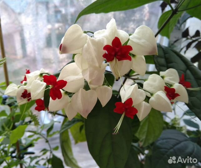 Клеродендрум Томпсона