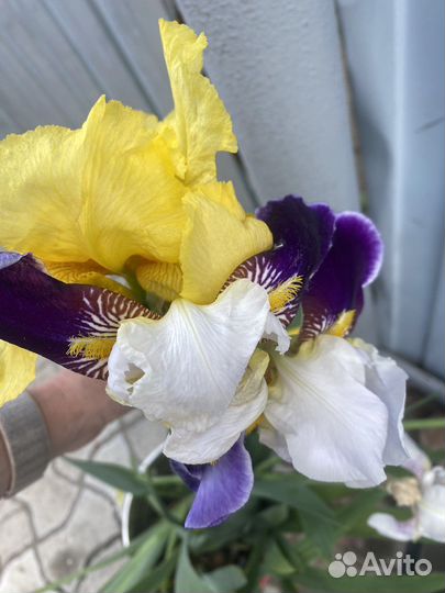 Ирис сортовой