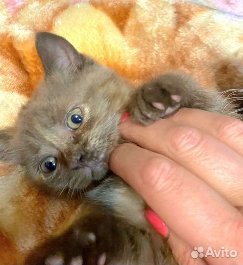 Котёнок девочка ищет хорошие ручки