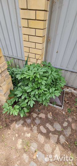 Пион большой куст