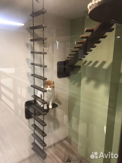 Зоогостиница для кошек/кошачий отель