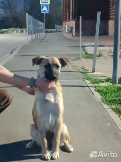 Собака в добрые руки отдам бесплатно щенки