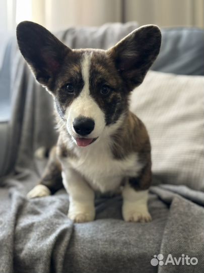 Вельш-корги кардиган щенки