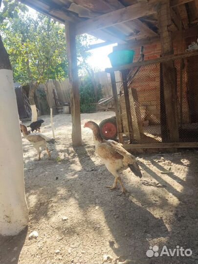 Бойцовая птица