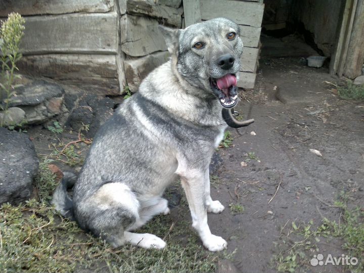 Собака в добрые руки