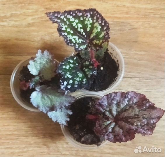 Бегония декоративно-лиственная