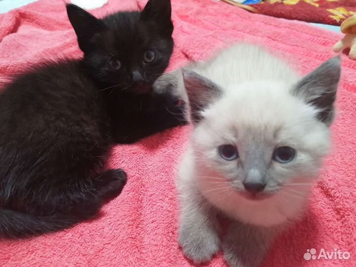 Котята в добрые руки бесплатно