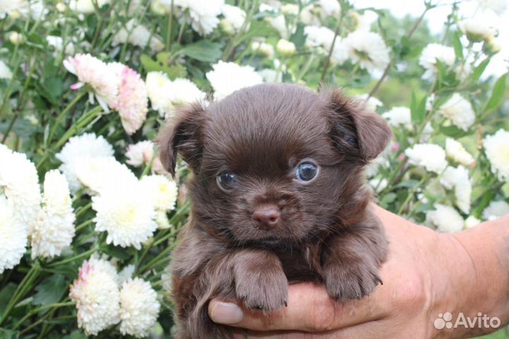 Чихуахуа щенки