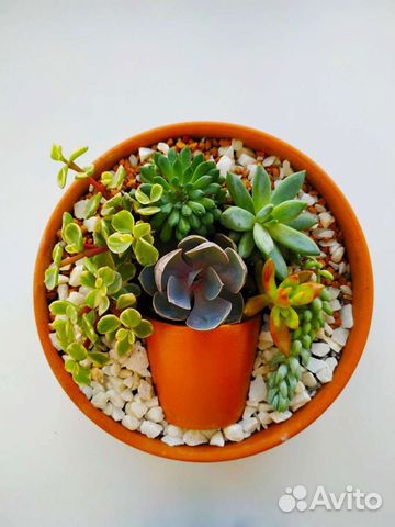 Суккуленты ч2