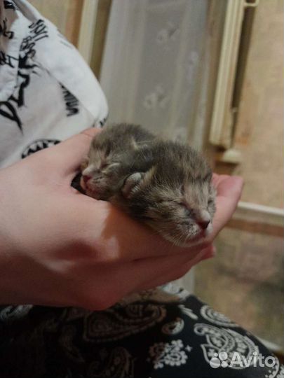 Кошка в дар бесплатно