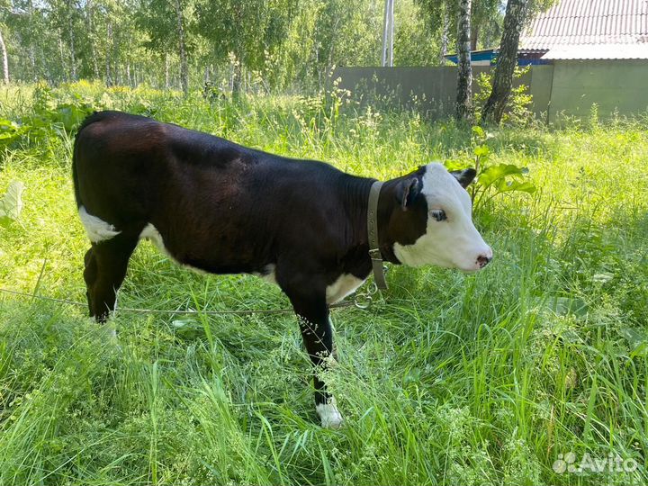 Телочка 2 месяца