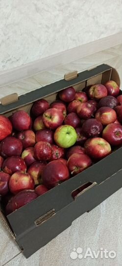 Яблоки 2 сорт