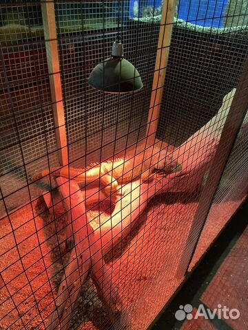 Террариум большой