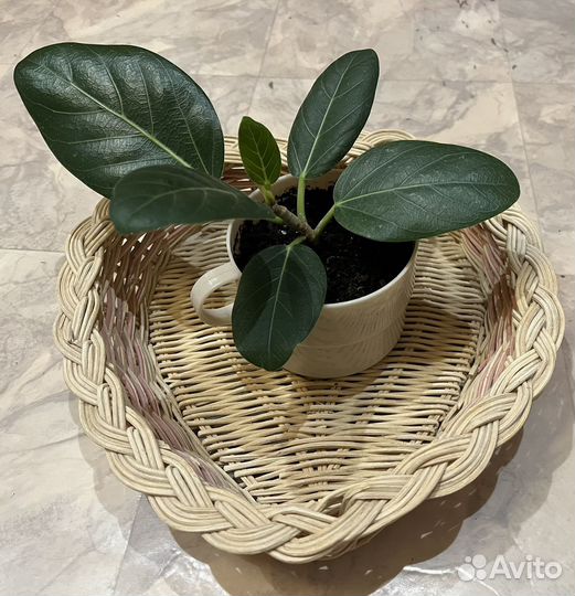 Фикус бенгальский одри