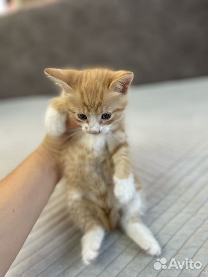 Котята мальчики
