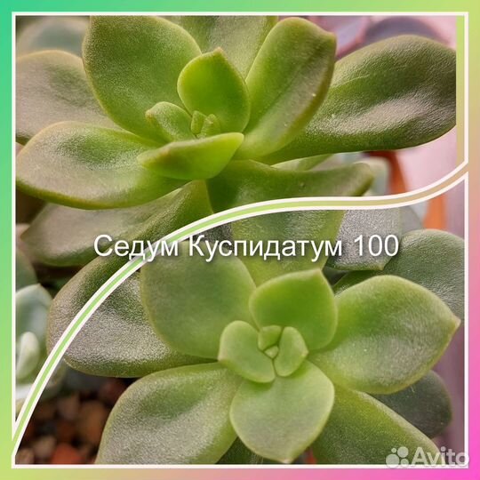 Суккуленты черенки и детки