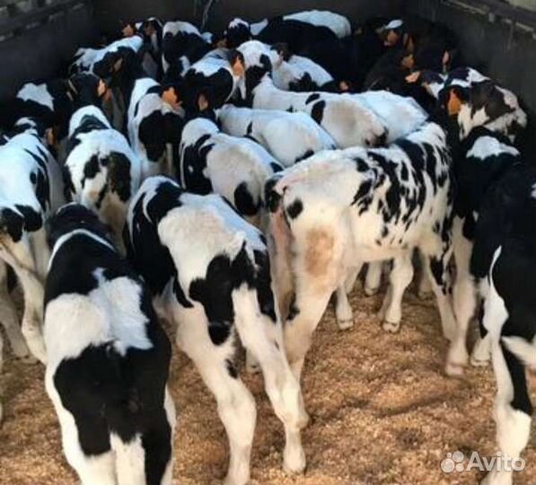 Бычки для откорма