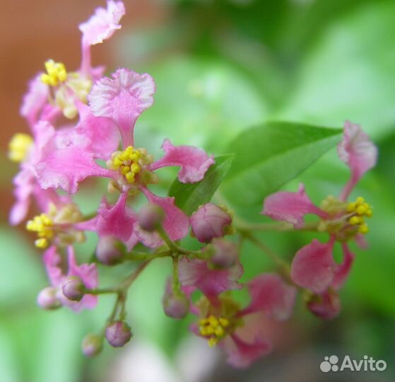 Мушмула, разное, плодовое