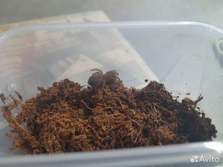 Tliltocatl albopilosus (возможен обмен)
