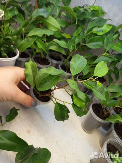 Фикус голден моник