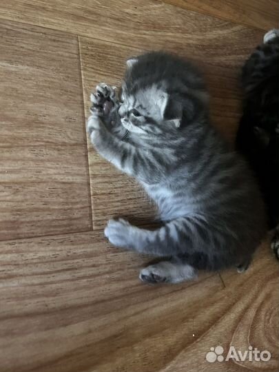 Шотландская вислоухая