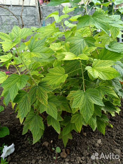 Саженцы черной смородины