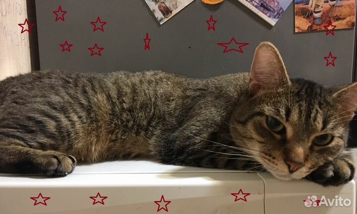 Полосатый котик Барсик