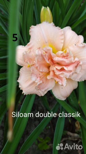 Лилейники сортовые