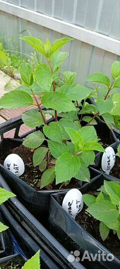 Саженцы гортензии метельчатая