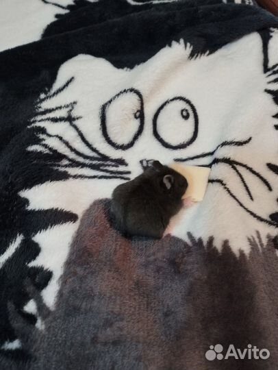 Джунгарский хомяк, девочка