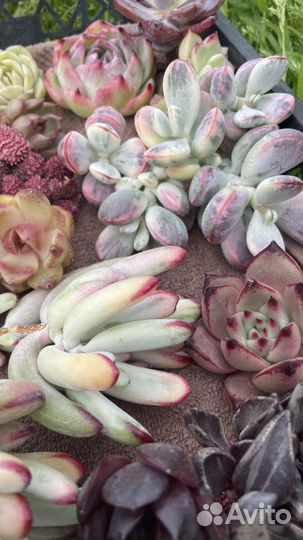 Суккуленты