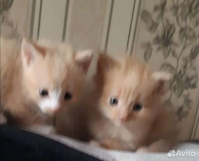 Чудесная рыжая девочка, котенок