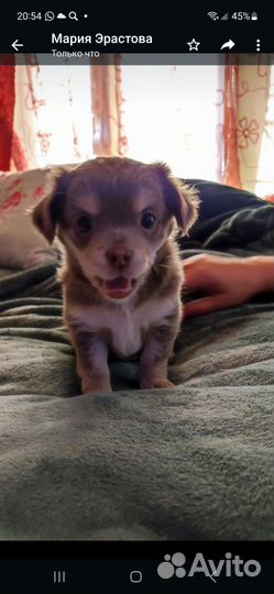 Щенки чихуахуа