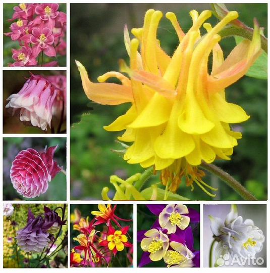 Аквилегия-саженцы в контейнерах. Выбор сортов