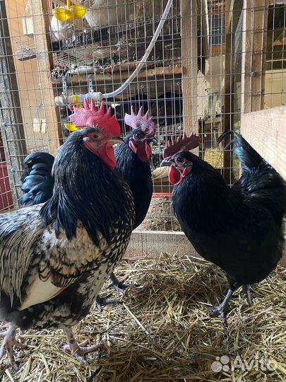 Продам гусыню