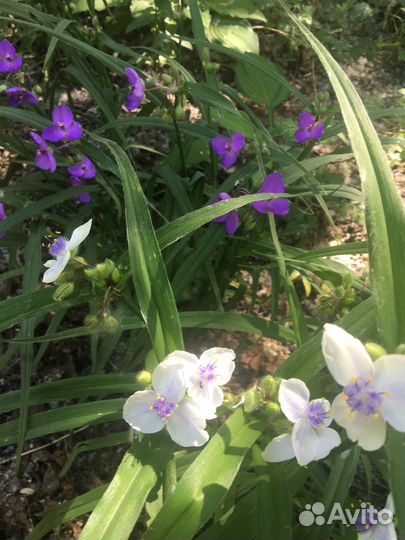 Гейхера цыганская скрипка